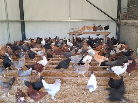 Point of lay hens