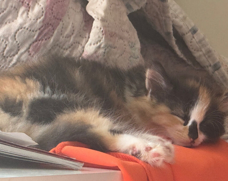8 week old calico long haired female