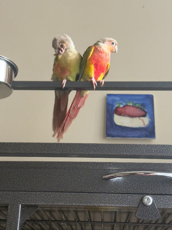 High Red Green cheek & Pineapple Conure