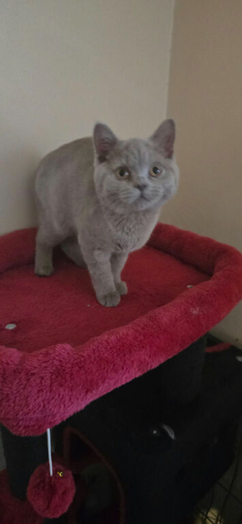 Stunning lilac British short hair girl