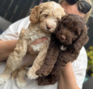 F1 cockapoo