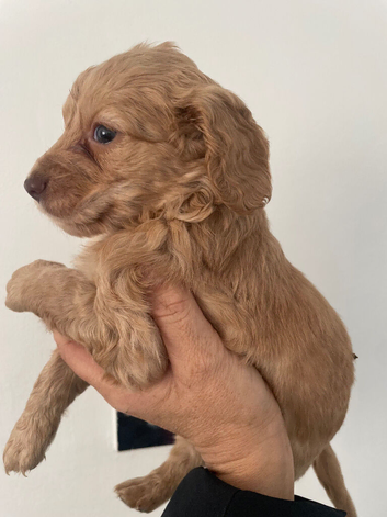 Stunning F1 Cockerpoo Babies