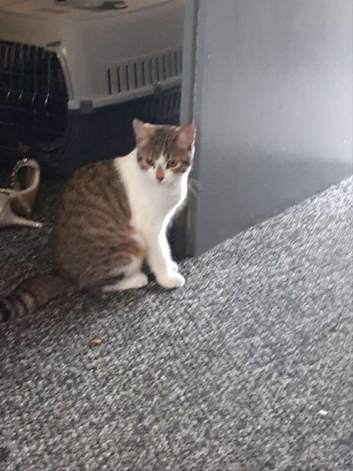 Cats