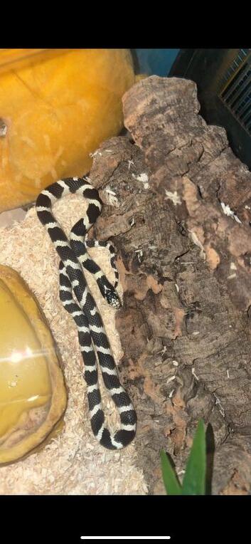Californian king snake with set up