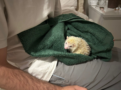 Pygmy hedgehog for sale
