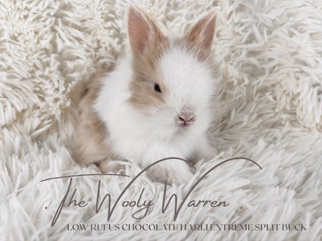 LAST TWO FULLY VACCINATED LIONHEAD BROTHERS