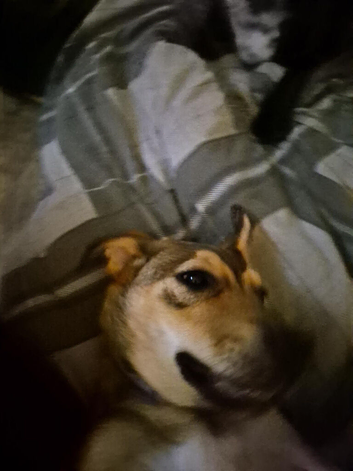 Mishka (little-bear)