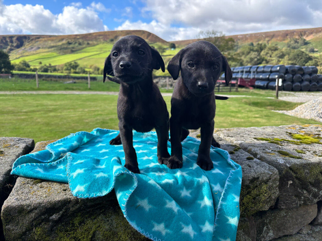 Beautiful Labradors Ready Now