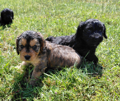 Fabulously Fluffy Cockalier-a-Poo Puppies &ndash; Ready Soon!