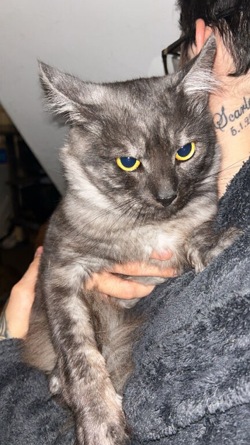 Maincoon