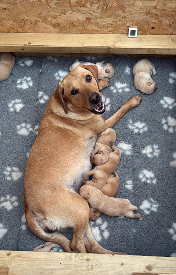 Beautiful Kc registered red Labradors
