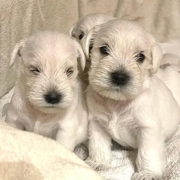 Loving Home Raised White Schnauzer Puppies