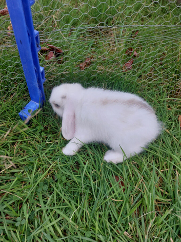 Bunnies for sale