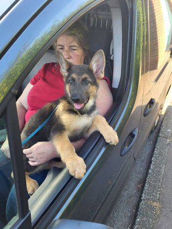 KC Reg German Shepherd Puppies READY NOW!
