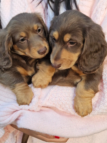 Long haired mini dachshund pups