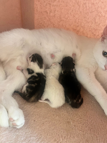 Three lovely kittens!