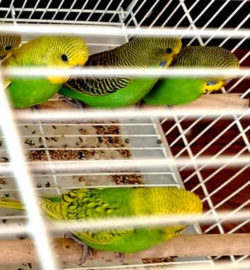 10 Beautiful yellow/green baby budgies for sale...6 left  !
