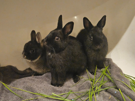 3 Male Lionhead/Diddy Dwarf Rabbits (+Optional Cage Setup)