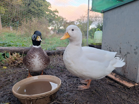 Call duck drake