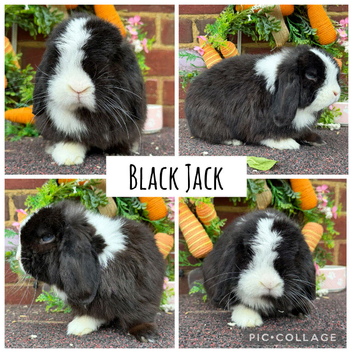 Pure bred quality mini lops