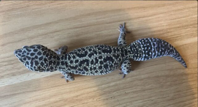 Leopard Gecko with Full Vivarium Setup