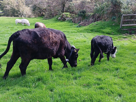 3 year old dexter cow with heifer calf at foot