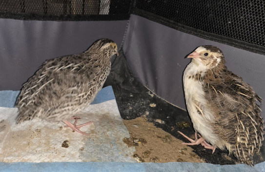 2 Japanese quail