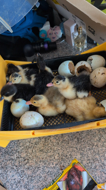 Magpie ducklings