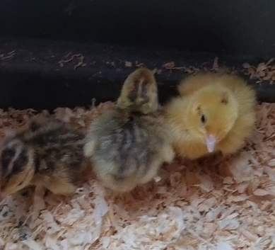 Japanese Corturnix quail (jumbo parents) unsexed. Hatched 12/06/2026