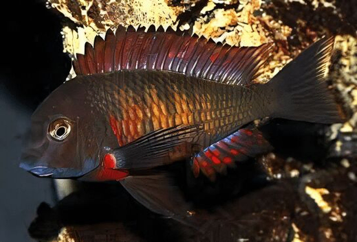 Tropheus Moliro Firecracker