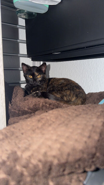 Kitten