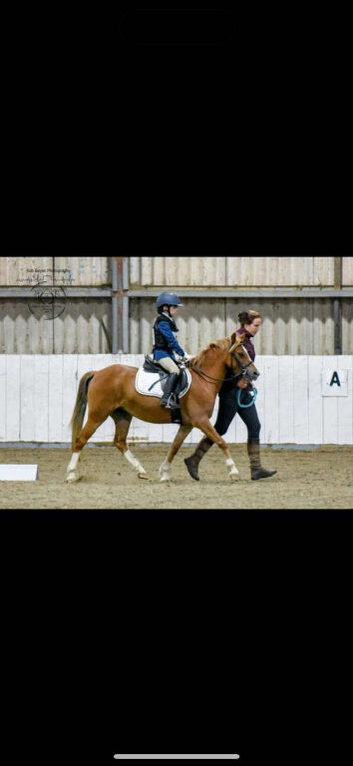 For Loan 6 yr old chestnut mare