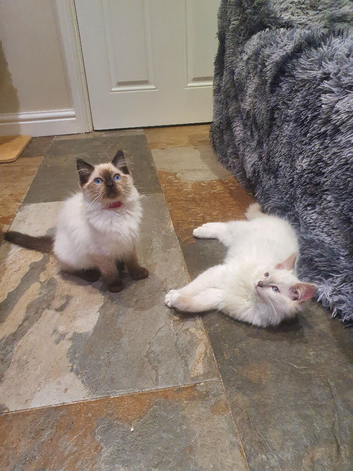 Beautiful GCCF Registered Ragdoll Kittens.