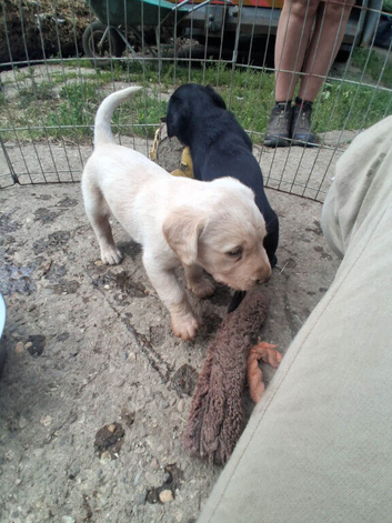 Labrador puppies