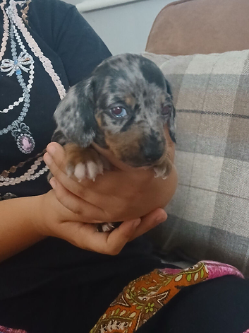 Dachshund puppies