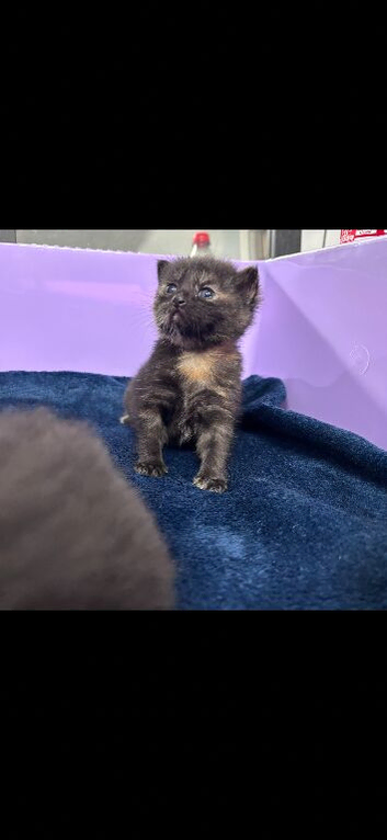 2 adorable kittens