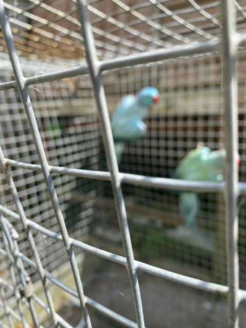 Indian ringnecks