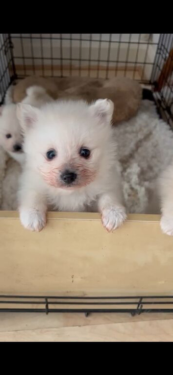 Beautiful Pomeranian puppies for sale ️