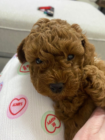 Toy poodle