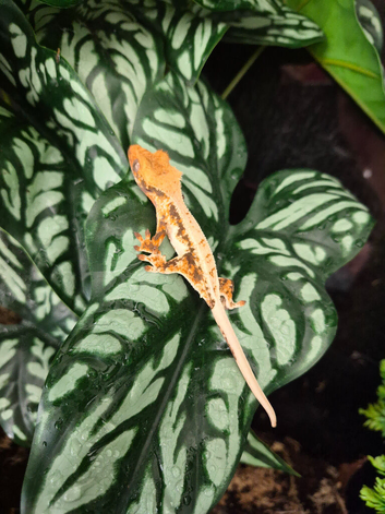 2 geckos and full set up