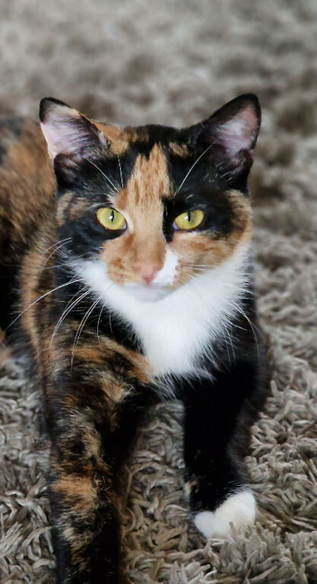 Female cat