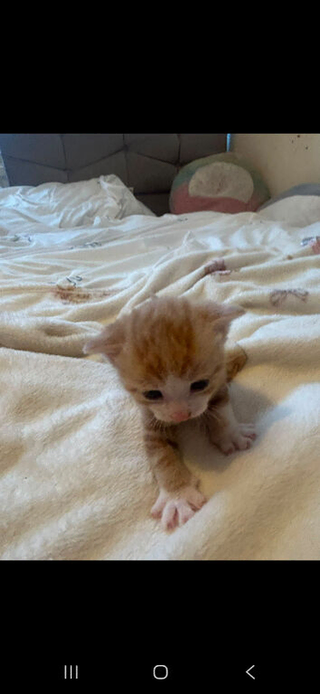 Manx kittens for sale