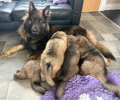 KC reg Isabella sable pups