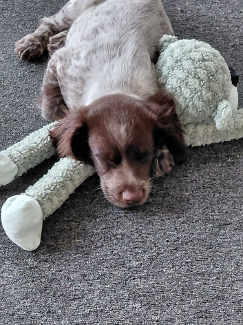 Male sprocker