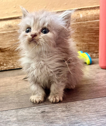 Beautiful cross pedigree kittens