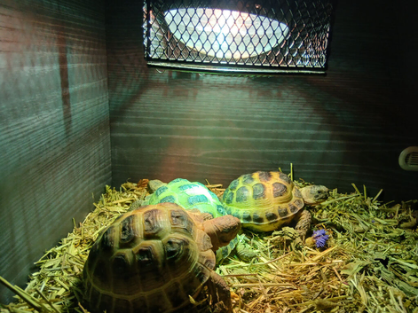 Baby horsefield tortoises