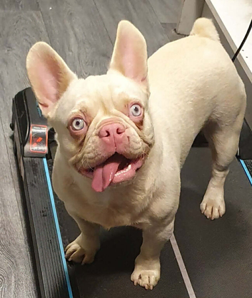 Female French Bulldog