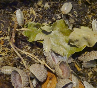 Snow White Isopod Expert Starter Kit - enough Snow White Isopods to establish a colony of your own + more