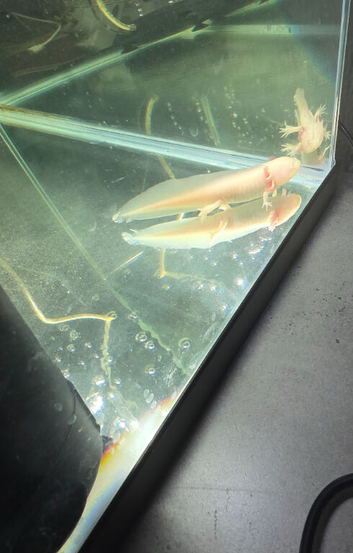 Baby axolotl