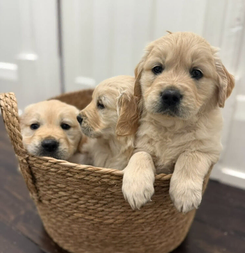 Golden retriever puppies